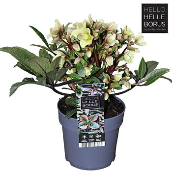 Helleborus JWLS Guess
