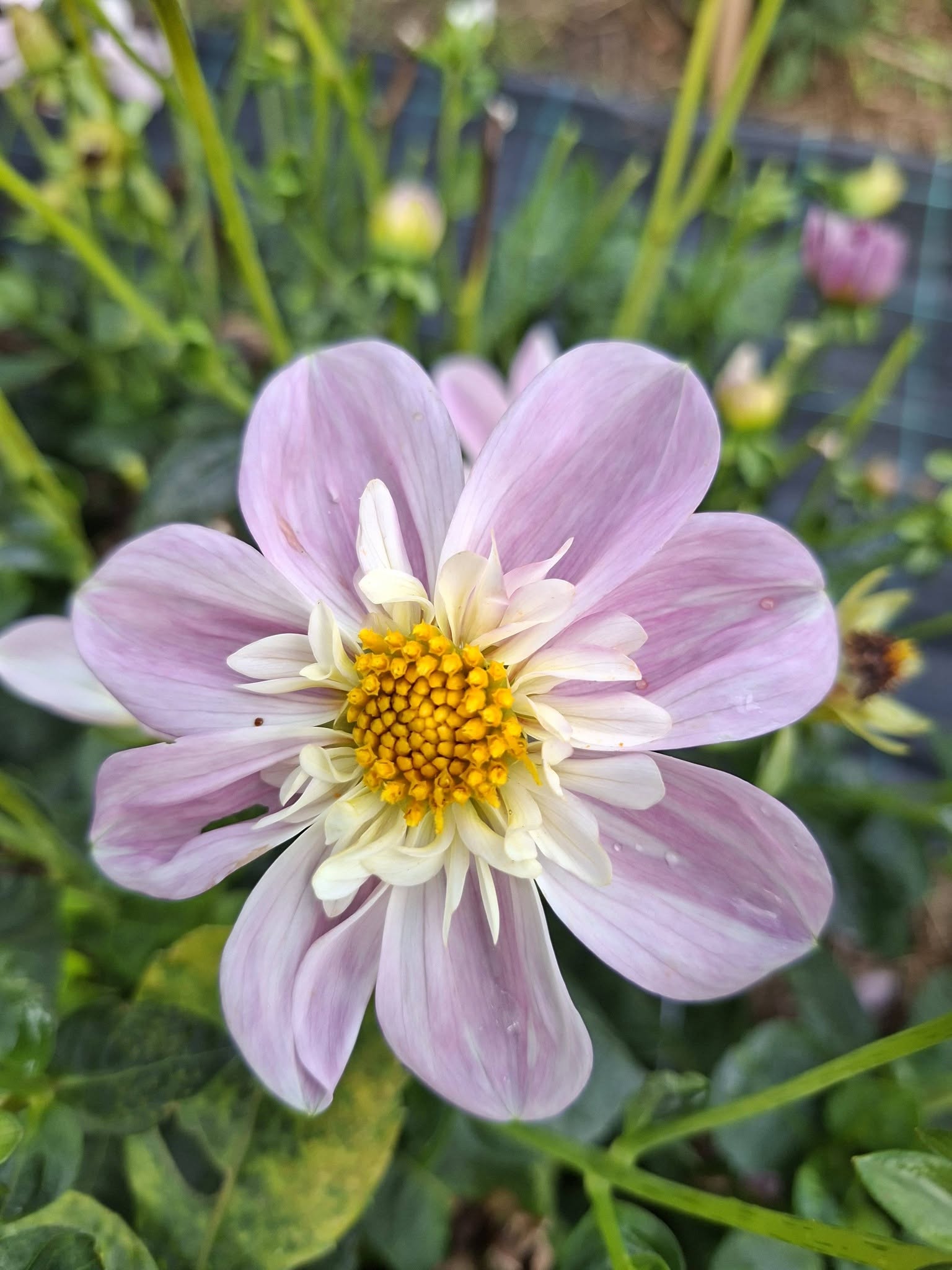 Dahlia frö Mamma  Impression Famoso 5 frön - 2