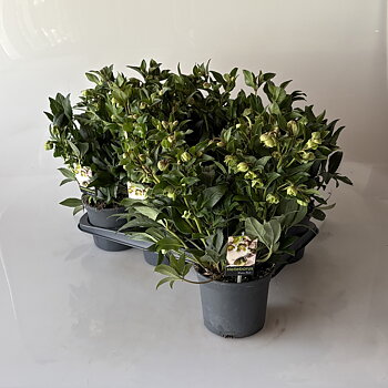 Helleborus JWLS Winterbells