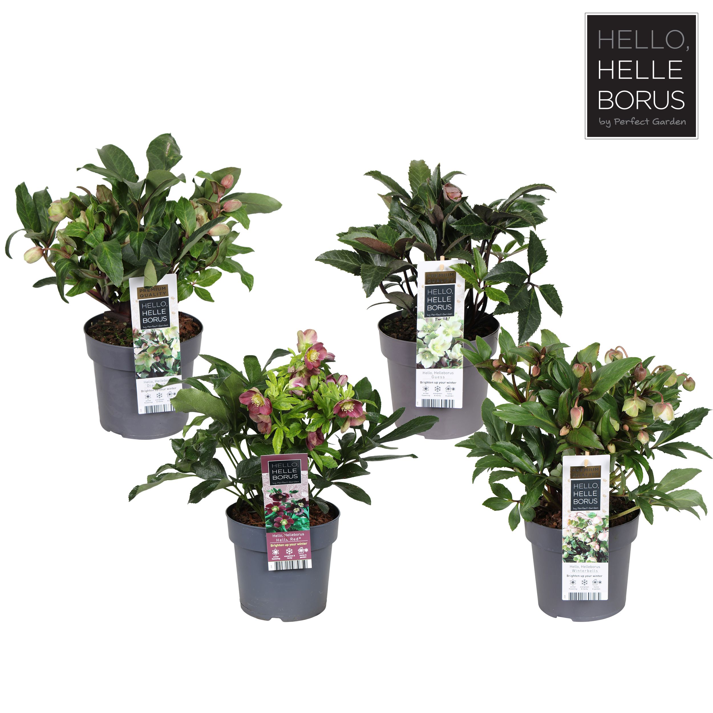 Helleborus mix tray