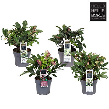 Helleborus mix tray