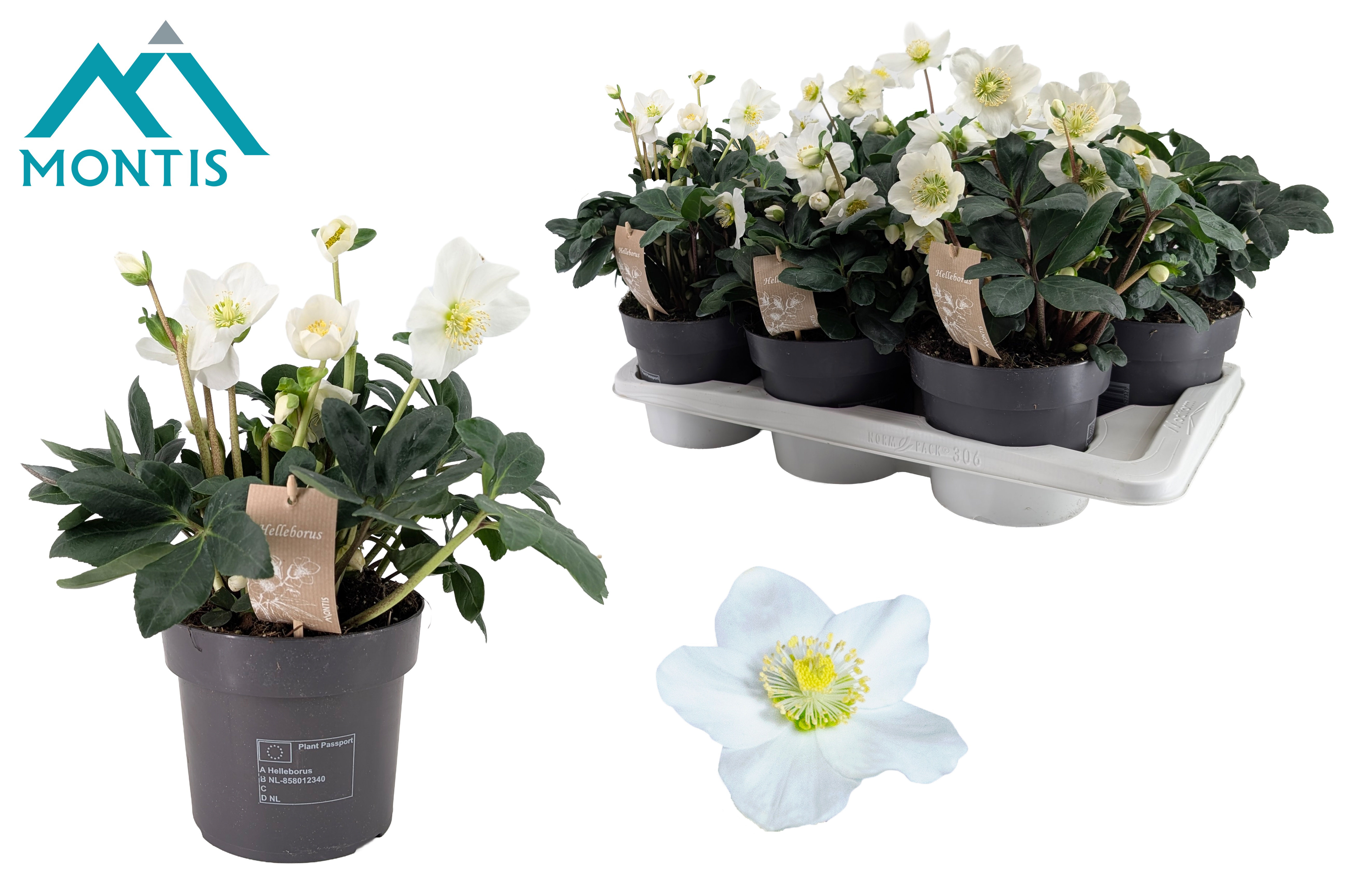 Helleborus nig. 'Christmas Carol' L