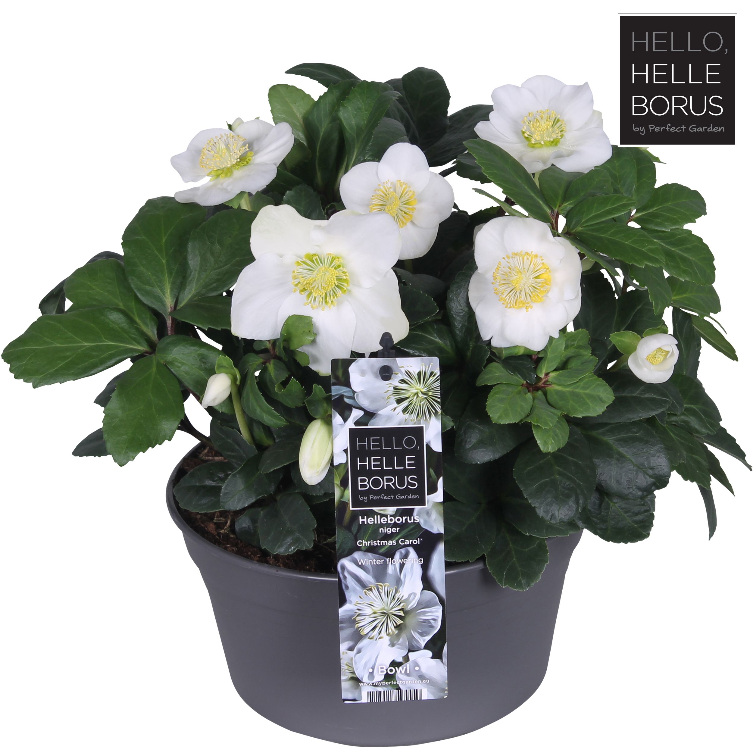 Helleborus nig. 'Christmas Carol'