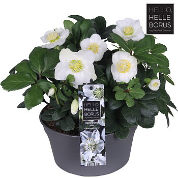 Helleborus nig. 'Christmas Carol'