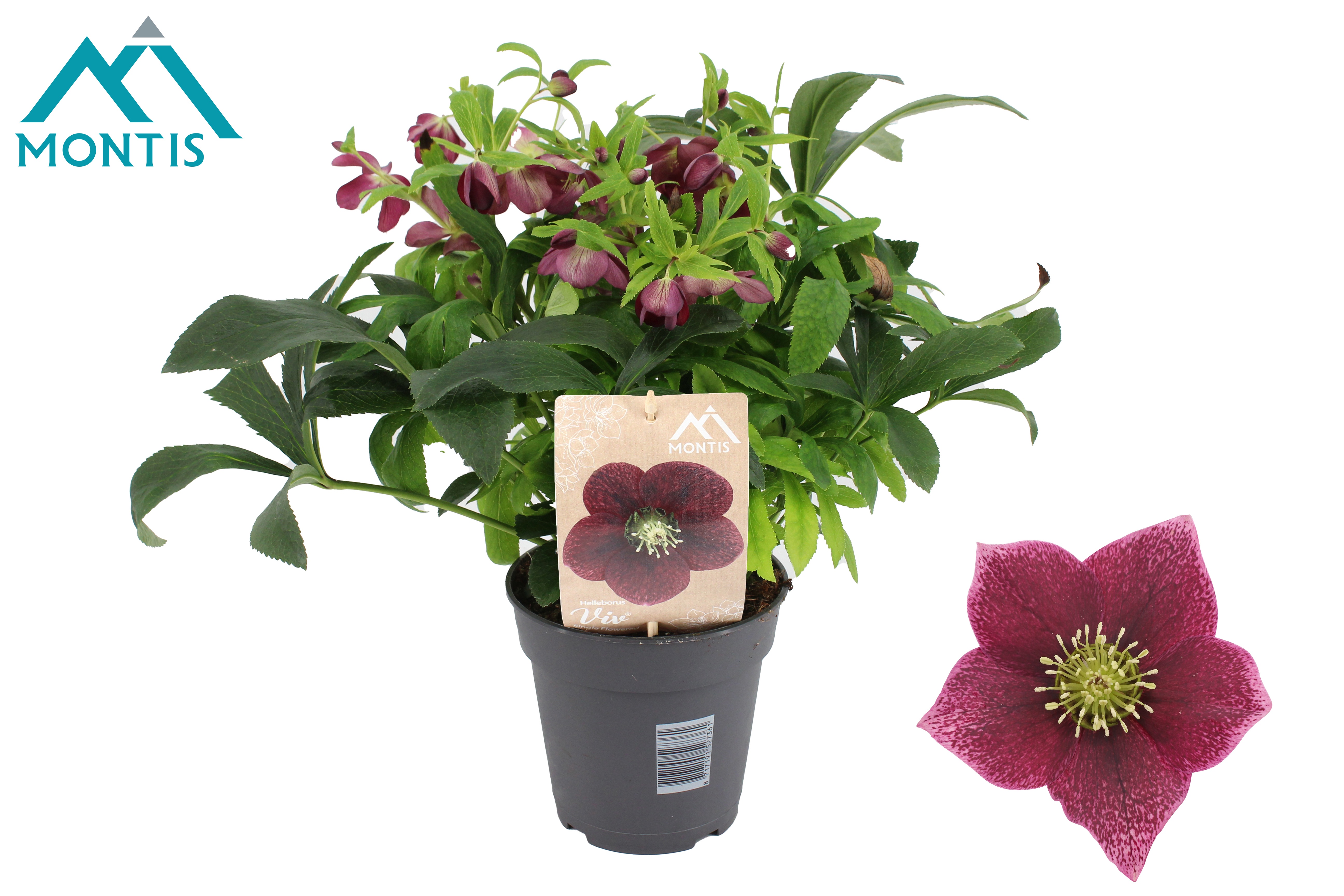 Helleborus orientalis VIV Single Flower