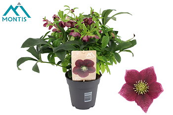 Helleborus orientalis VIV Single Flower