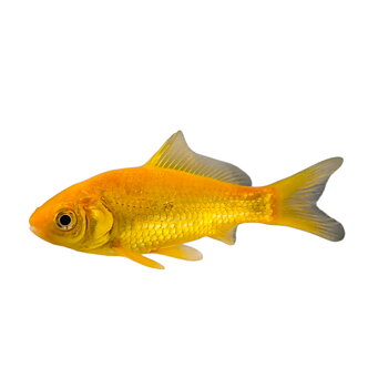 Guldfisk Gul 4-5cm (Carassius auratus)