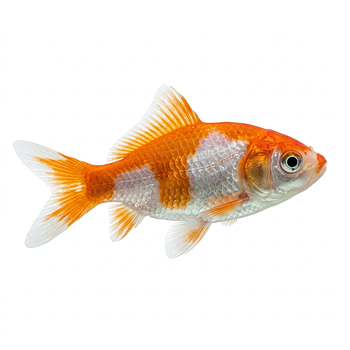 Guldfisk Sarasa 4-5cm (Carassius auratus)