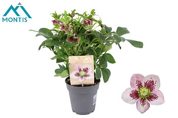 Helleborus orientalis VIV Single Flower Bicolor