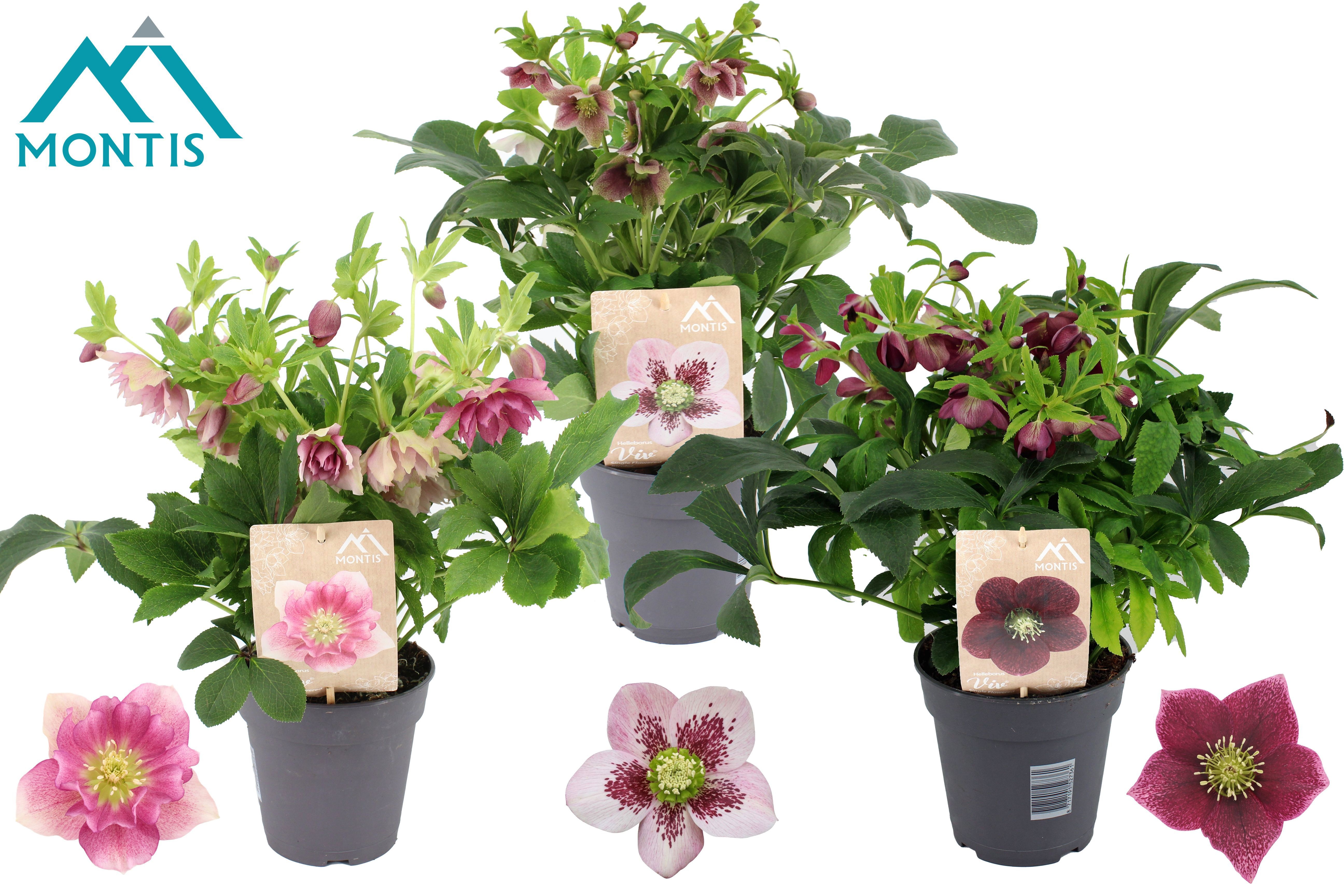 Helleborus orientalis