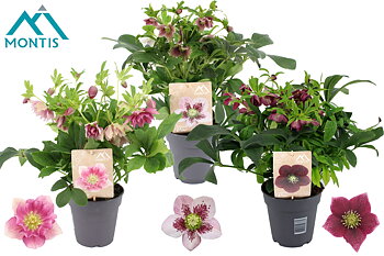 Helleborus orientalis