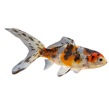 Guldfisk Shubunkin 4-5cm (Carassius auratus)