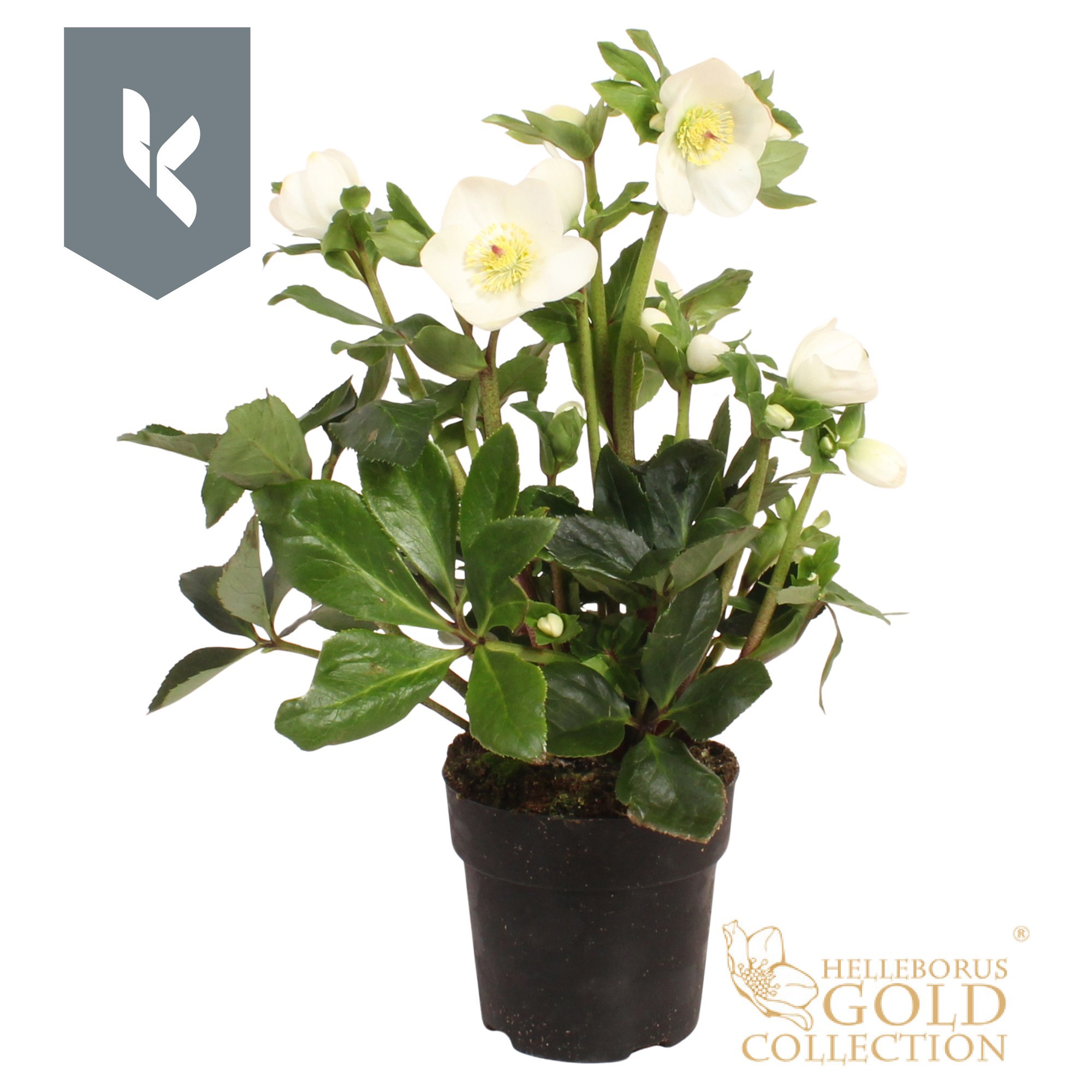 Helleborus Hgc Winter Ballet White Winter Ballet White