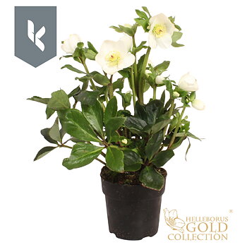 Helleborus Hgc Winter Ballet White Winter Ballet White