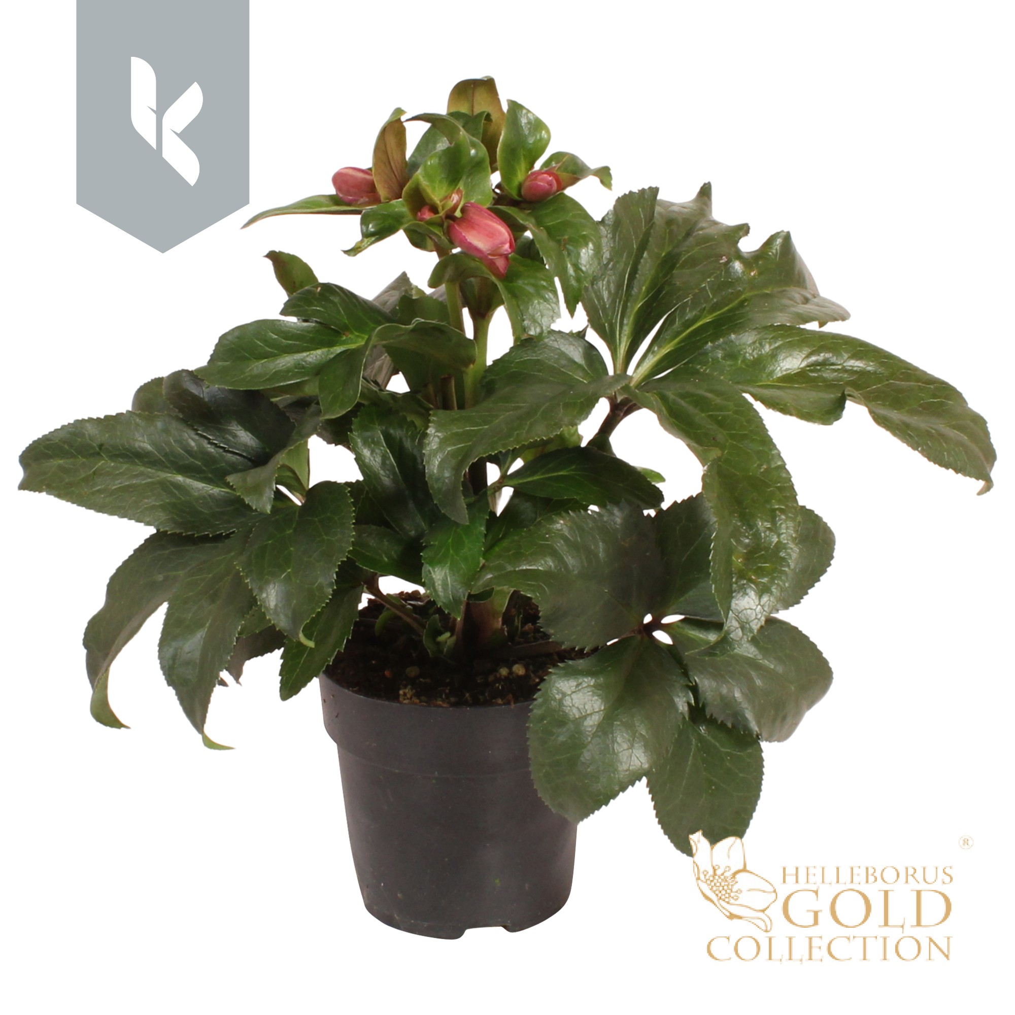 Helleborus Hgc Ice N' Roses Early Rose