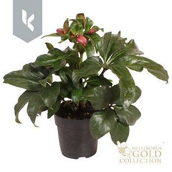 Helleborus Hgc Ice N' Roses Early Rose