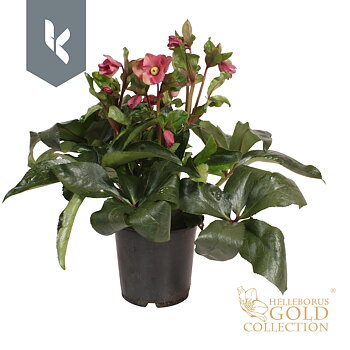 Helleborus HGC Ice N' Roses Red