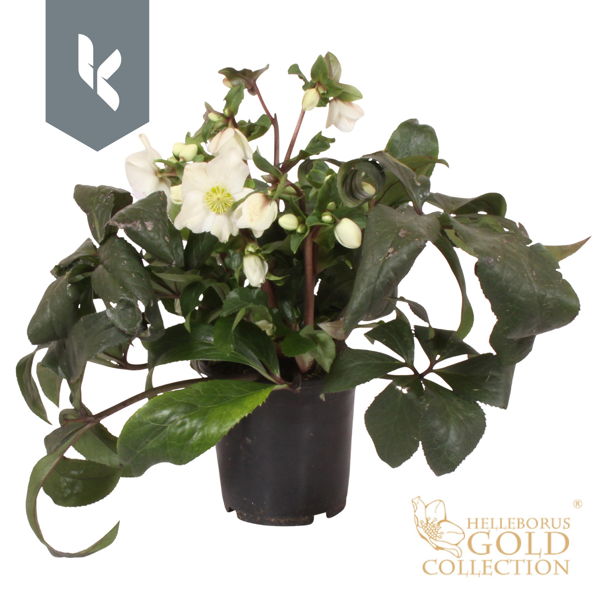 Helleborus HGC Ice N' Roses White