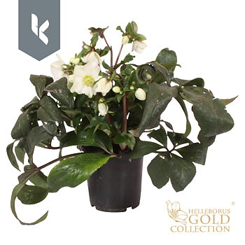 Helleborus HGC Ice N' Roses White