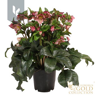 Helleborus HGC Ice N' Roses Rose