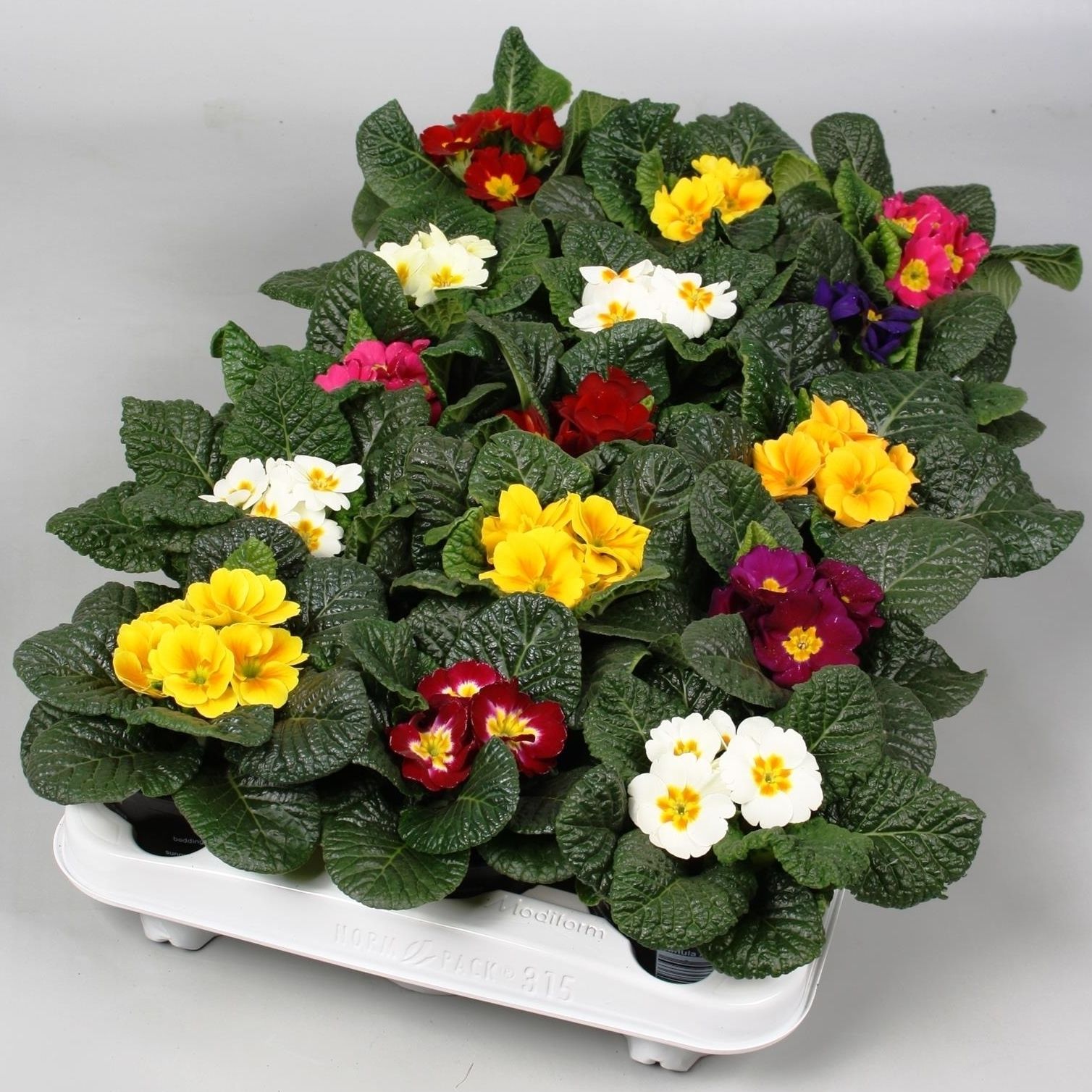 Primula (Acaulis) mixed