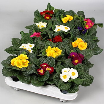 Primula (Acaulis) mixed