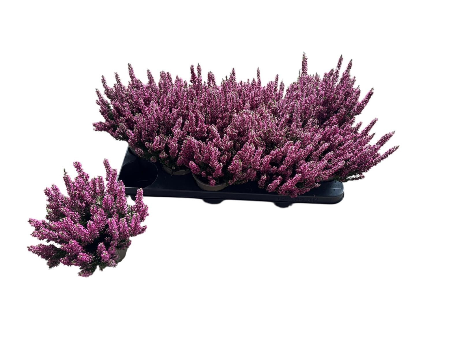 Calluna vul. Beauty Ladies