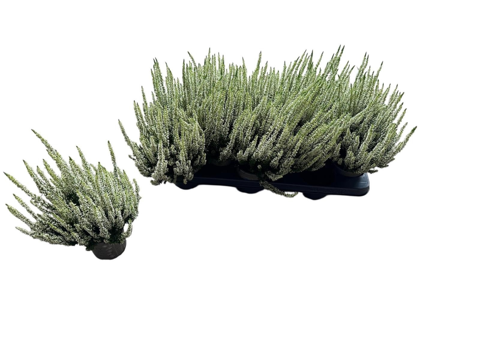 Calluna vul. Beauty Ladies