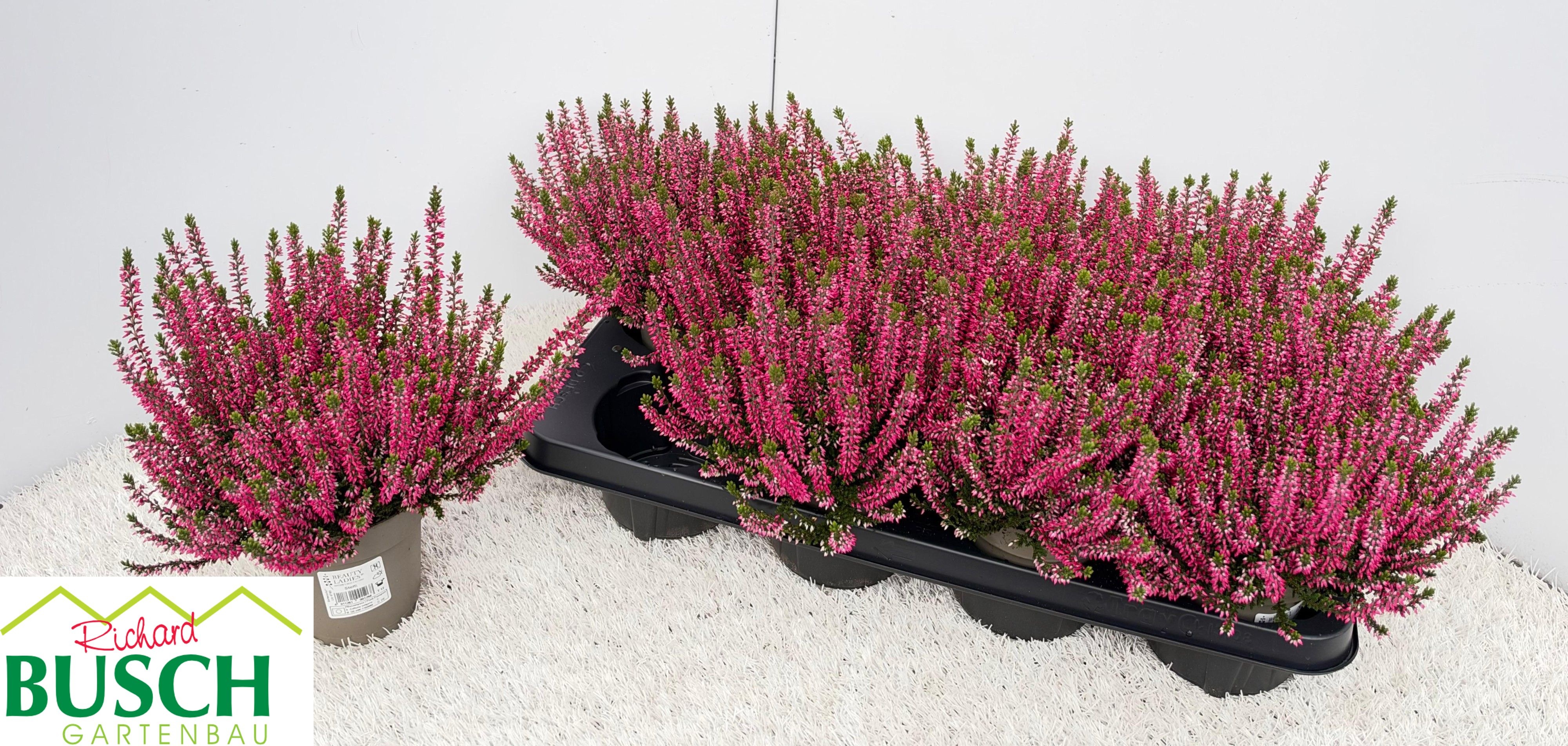 Calluna vul. Beauty Ladies Steffi