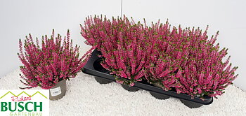 Calluna vul. Beauty Ladies Steffi