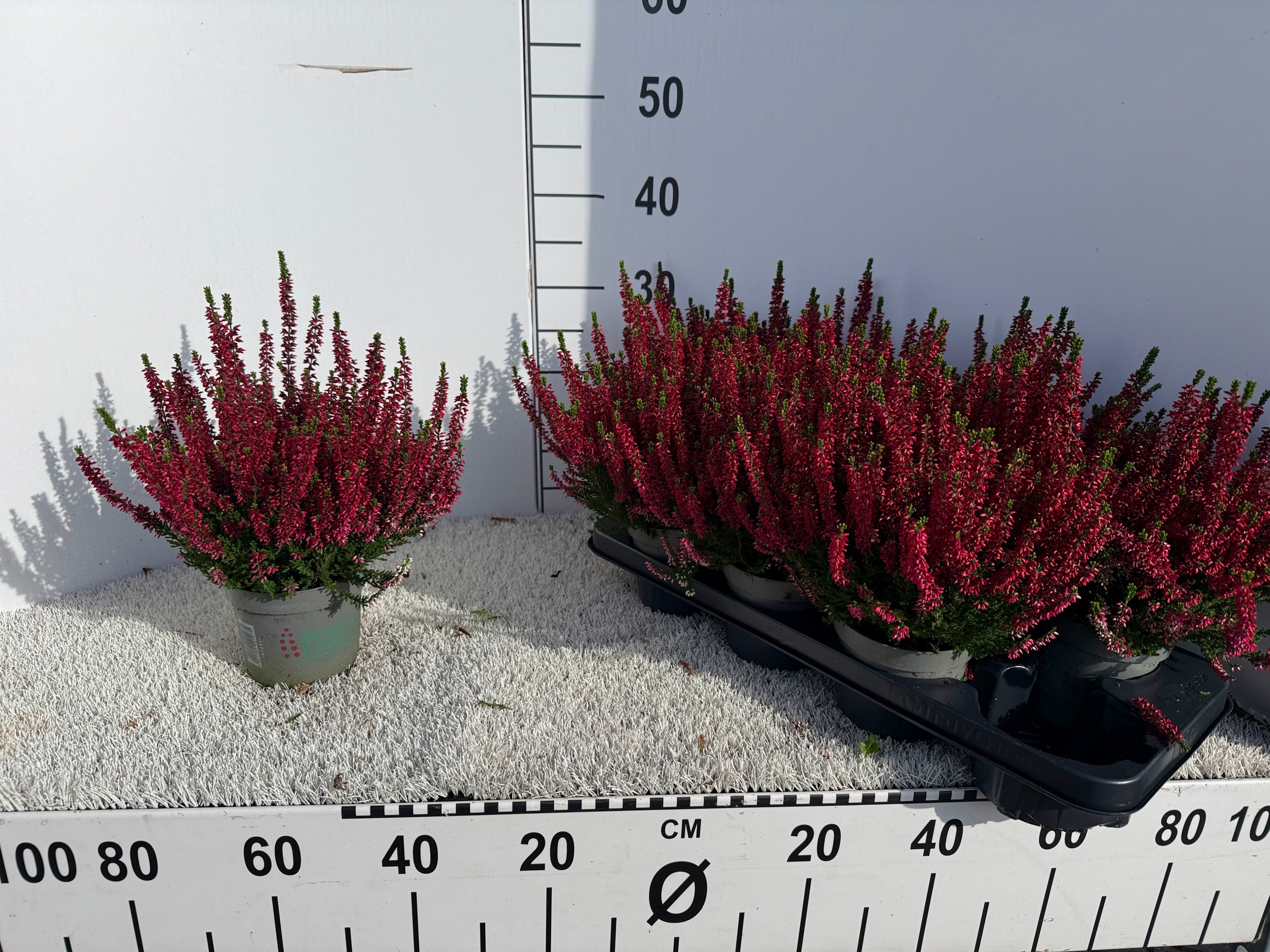 Calluna vul. Beauty Ladies Scarlet Early