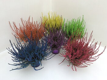 Calluna vul. colour treated