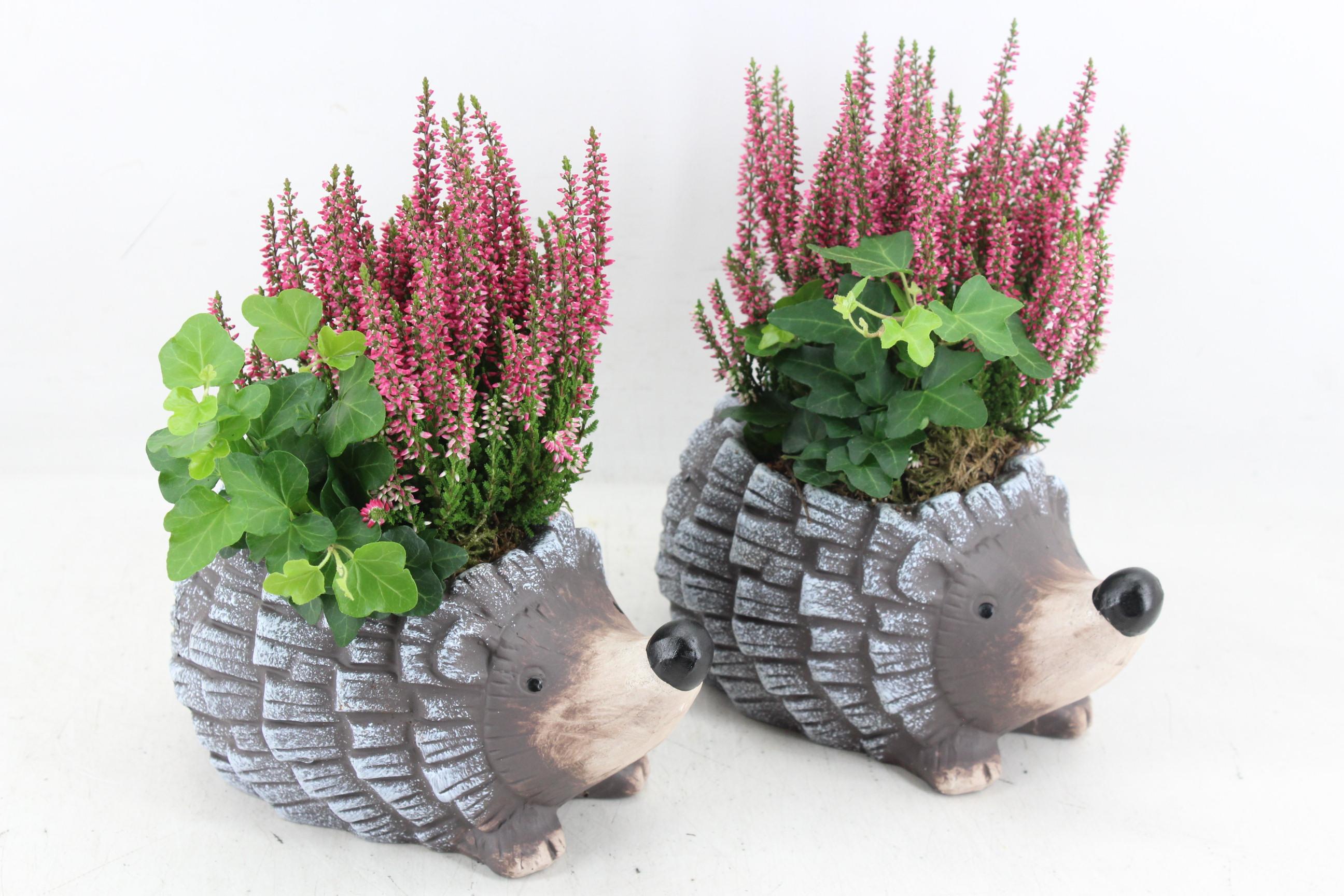 Arr. plants in dish