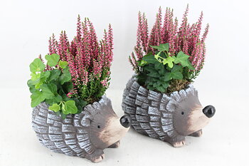 Arr. plants in dish