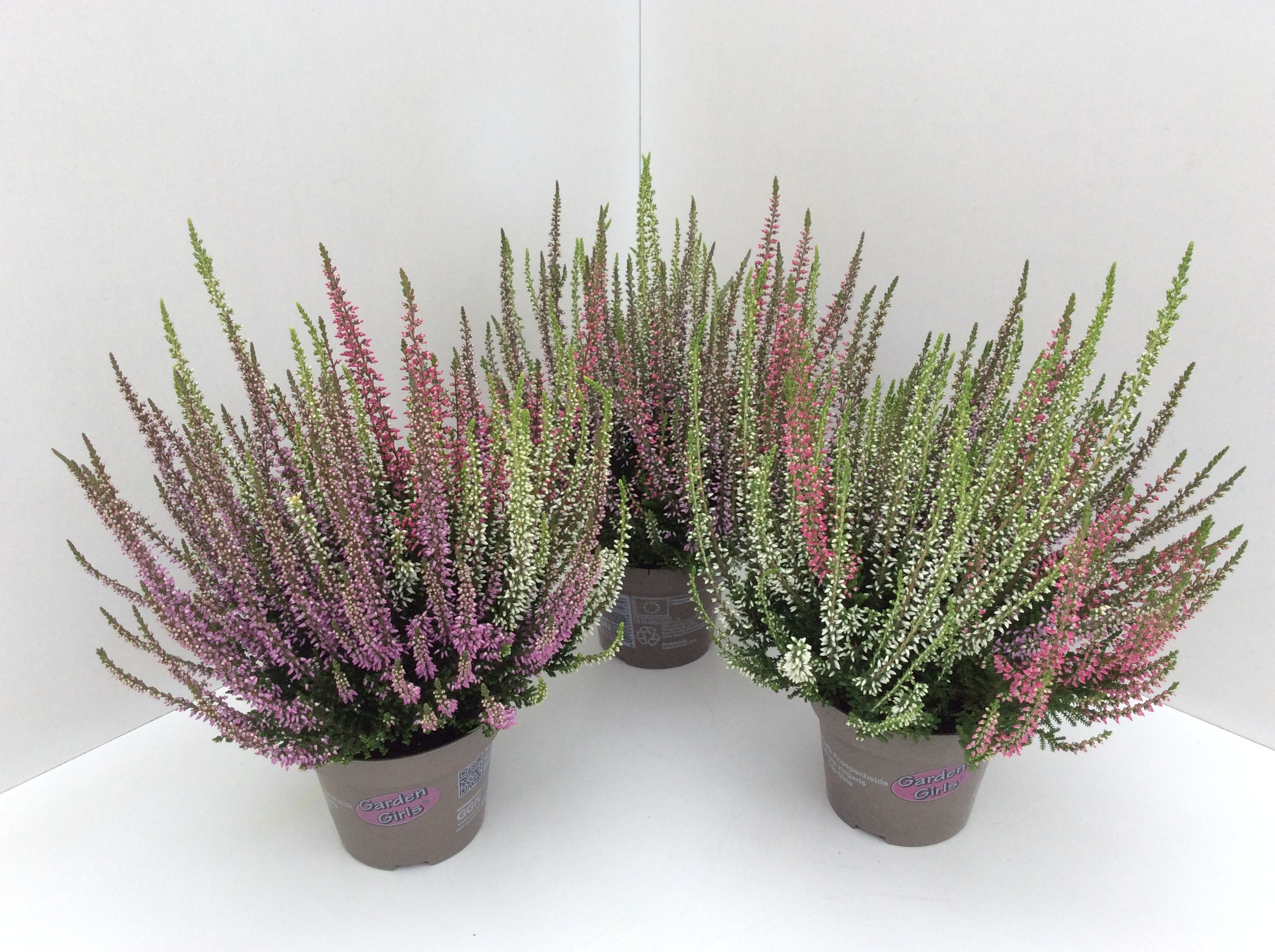 Calluna vul. Garden Girls Trio 