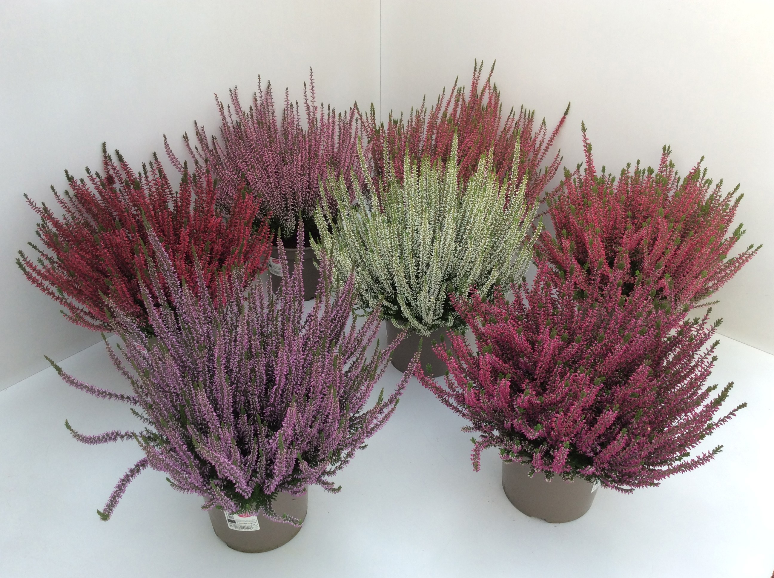 Calluna vul. Garden Girls mix