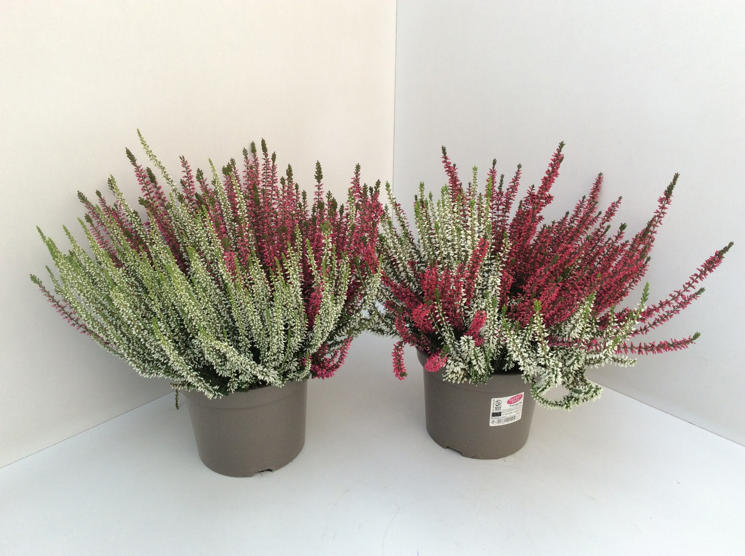 Calluna vul. Garden Girls Twin