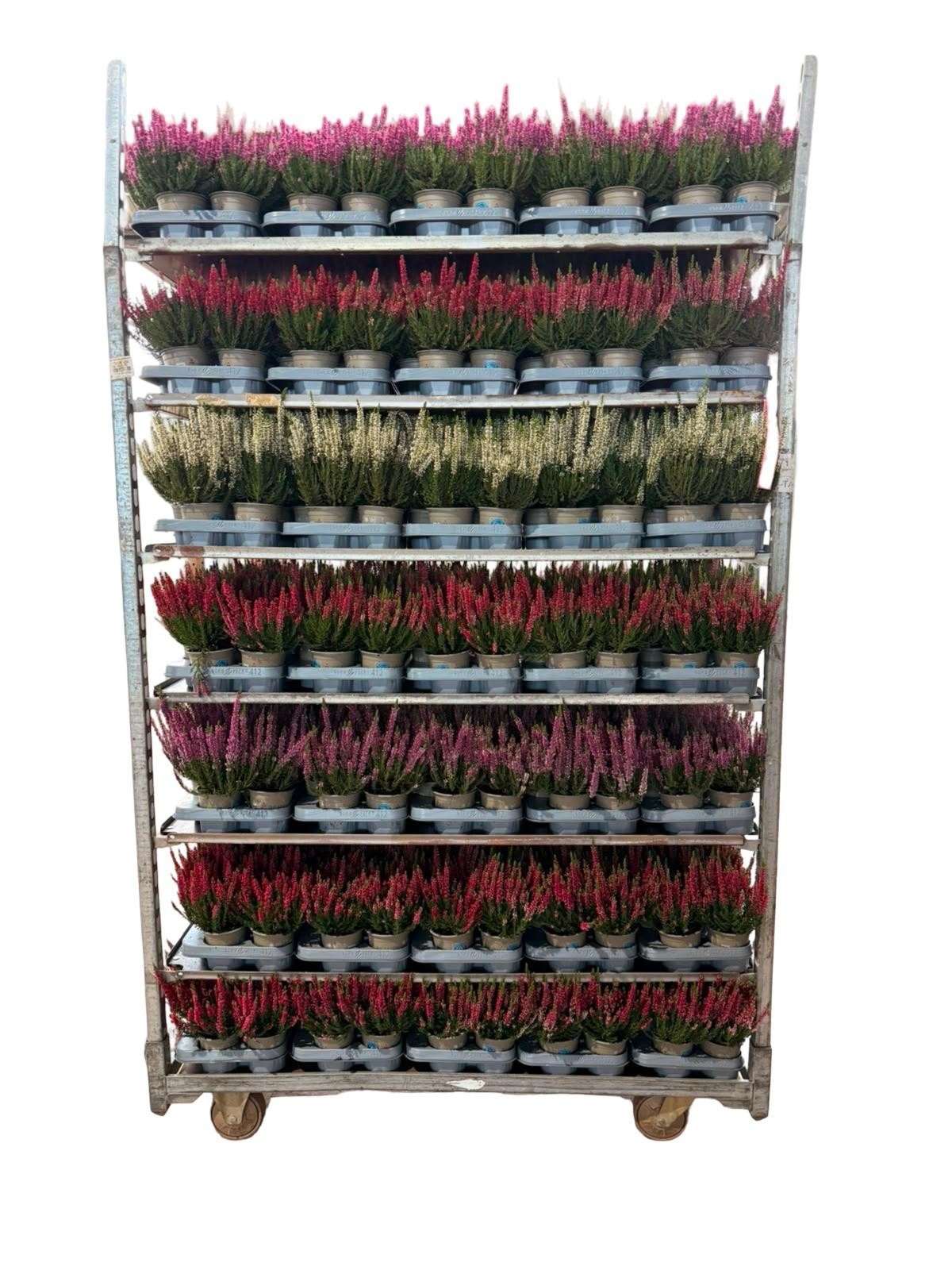 Calluna vul. Beauty Ladies mix 