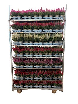 Calluna vul. Beauty Ladies mix 