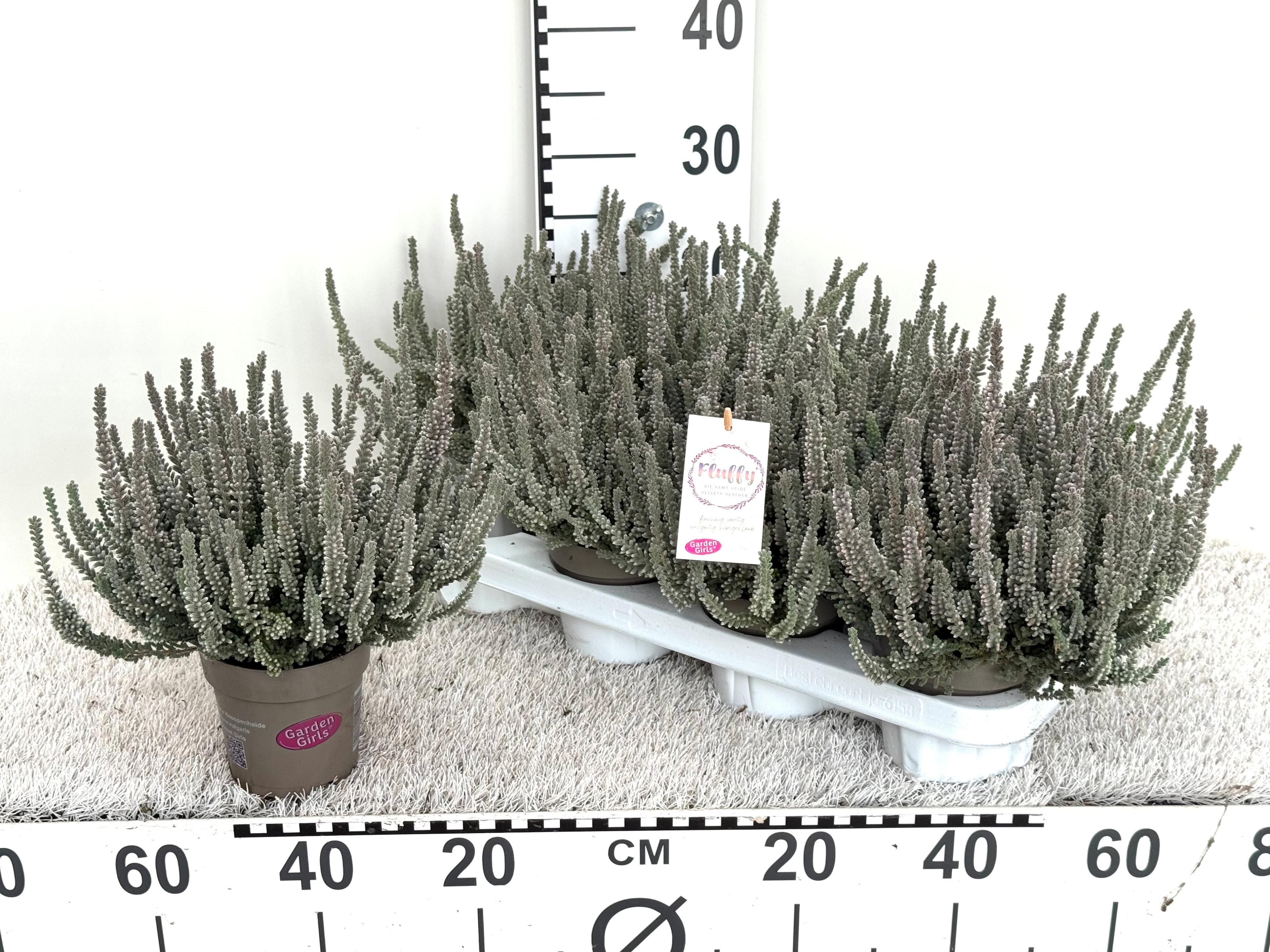 Calluna vul. Garden Girls Fluffy