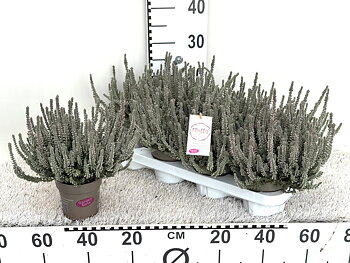 Calluna vul. Garden Girls Fluffy