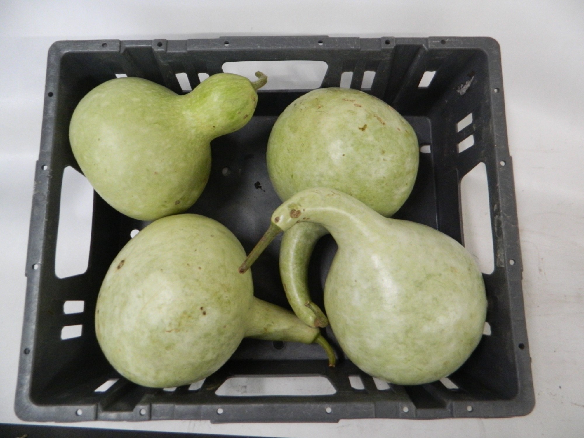 Cucurbita CUCURBITA (KALEBAS)