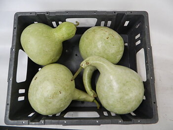 Cucurbita CUCURBITA (KALEBAS)