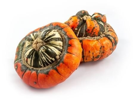Cucurbita pepo CUCURBITA PEPO
