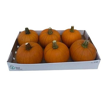 Cucurbita pepo CUCURBITA PEPO