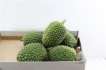 Cucurbita pepo CUCURBITA PEPO