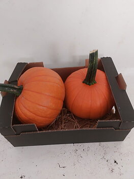 Cucurbita pepo CUCURBITA PEPO