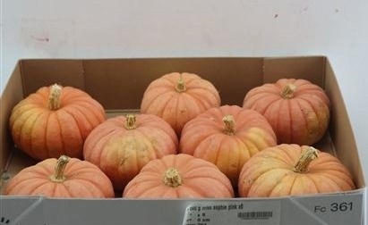 Cucurbita pepo CUCURBITA PEPO