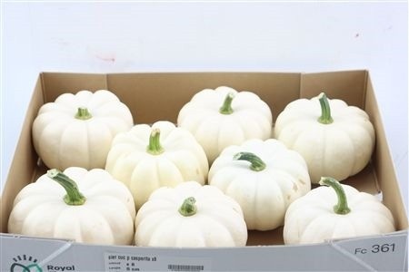 Cucurbita pepo CUCURBITA PEPO