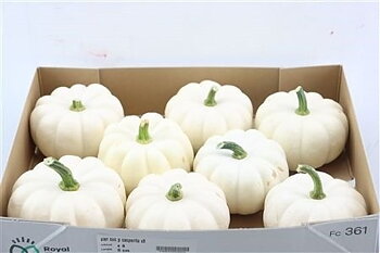 Cucurbita pepo CUCURBITA PEPO